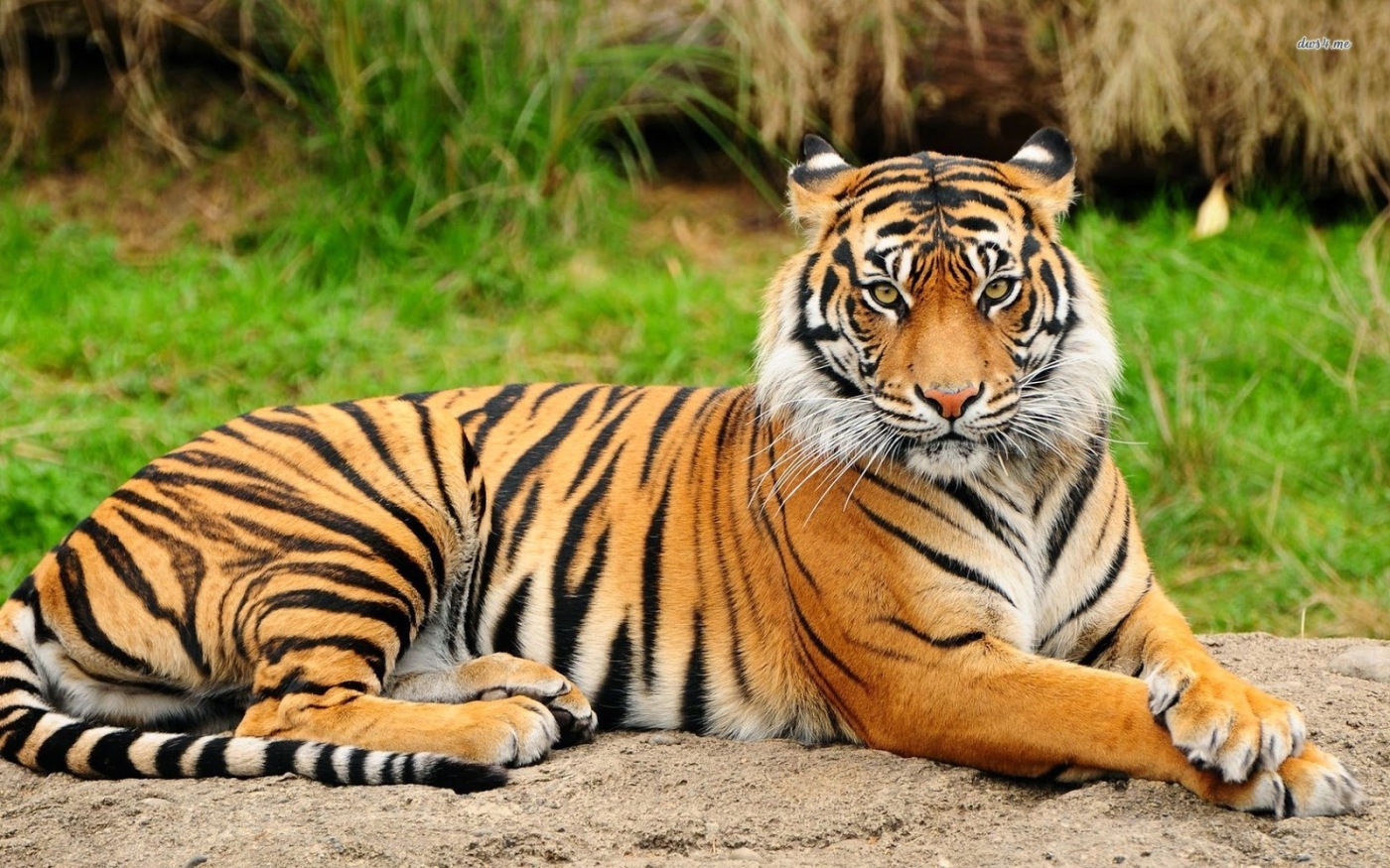 The Tiger as the National animal – Inspire&change